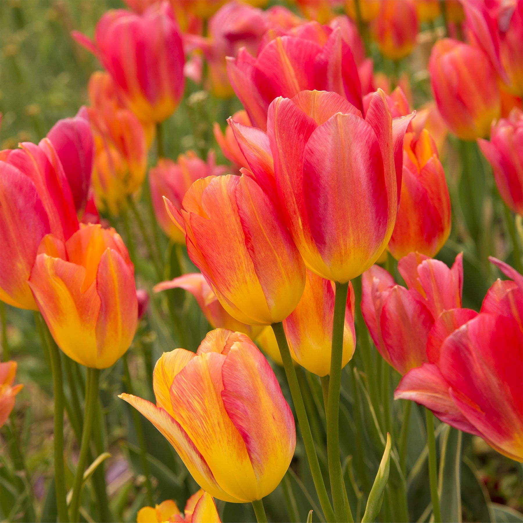 Field of red and yellow tulips with a blurred green background